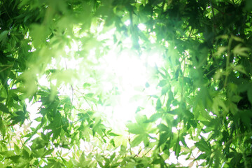 緑のモミジ　初夏のイメージ