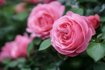 バラの花　初夏のイメーj