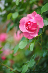 バラの花　屋外撮影