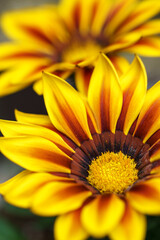 ガザニアの花　春のイメージ