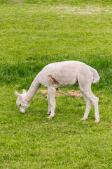 Fototapeta premium A white alpaca grazing.