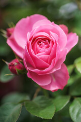 バラの花　屋外撮影