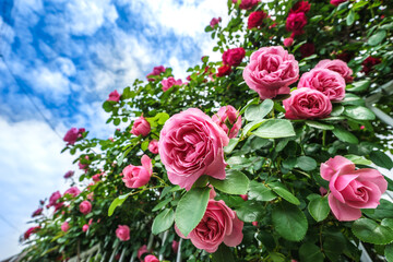 バラの花　屋外撮影