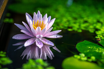 睡蓮の花　初夏のイメージ　和風ビオトープ