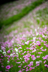 Obraz premium コスモス畑の写真素材 秋のイメージ