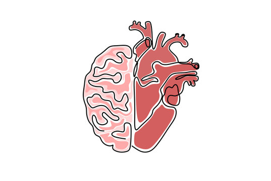 one line human heart and brain anatomy illustration 