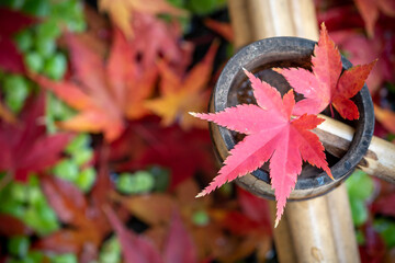 ビオトープのつくばいと紅葉　秋の和風イメージ