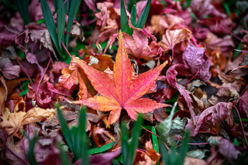 紅葉　秋の和風イメージ