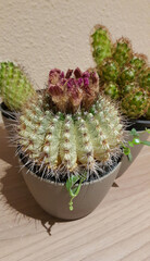 Blooming cactus in a pot