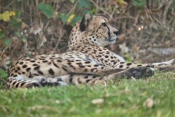 cheetah in the grass
