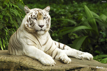 Plakat white bengal tiger in the wild