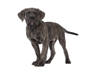 Cute brindle Cane Corso dog puppy, standing side ways. Looking towards camera with light eyes. Mouth closed. isolated cutout on a transparent background.