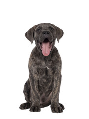 Obraz premium Cute brindle Cane Corso dog puppy, sitting up facing front. Looking towards camera with light eyes. Mouth open and tongue out. isolated cutout on a transparent background.