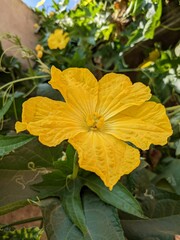 Obraz premium yellow flowers 