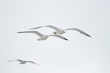 Obraz premium Seagulls in flight on white background