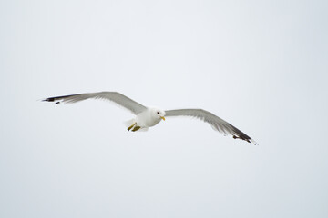 Seagull in flight on white background 