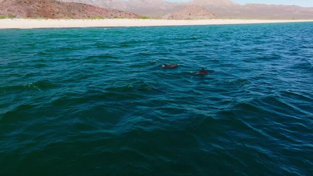 A Pod of Dolphins Swimming Along the Surface of the Ocean and Coming up For Air Near the Baja Coastline - Drone Side View