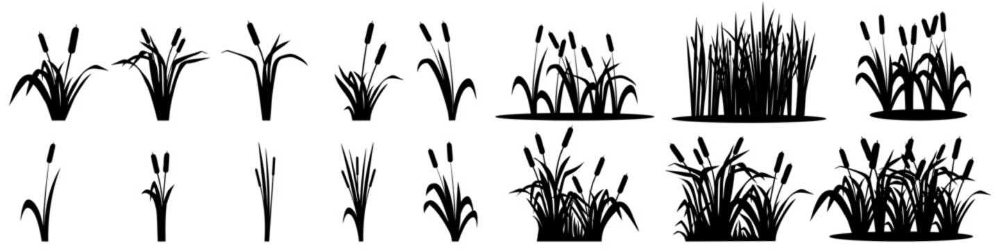 Cattail icon vector set. reeds illustration sign collection. swamp symbol. grass logo.