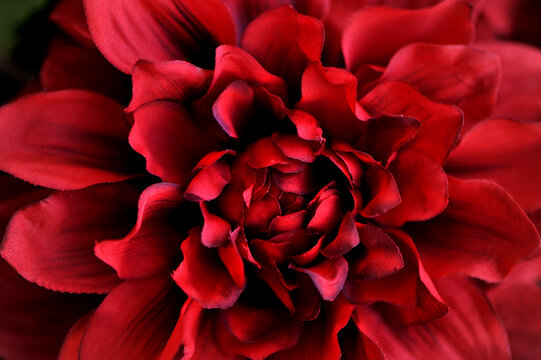 close em planta de flor vermelha, fotografia macro 