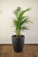 planta palmeira verde em vaso preto 