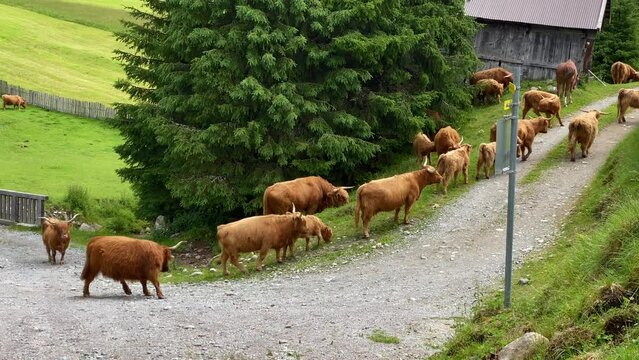 Closer shot of scottish highland cattle, slowly walking on a hiking trail around St. Sigmund in Austria