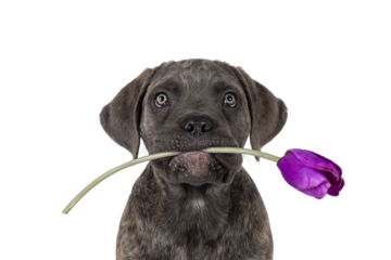 Head shot of cute brindle Cane Corso dog puppy, sitting up facing front. Looking towards camera with light eyes. Holding purple fake tulip in mouth. Isolated cutout on a transparent background.