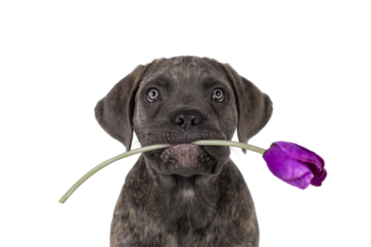 Head shot of cute brindle Cane Corso dog puppy, sitting up facing front. Looking towards camera with light eyes. Holding purple fake tulip in mouth. Isolated cutout on a transparent background.