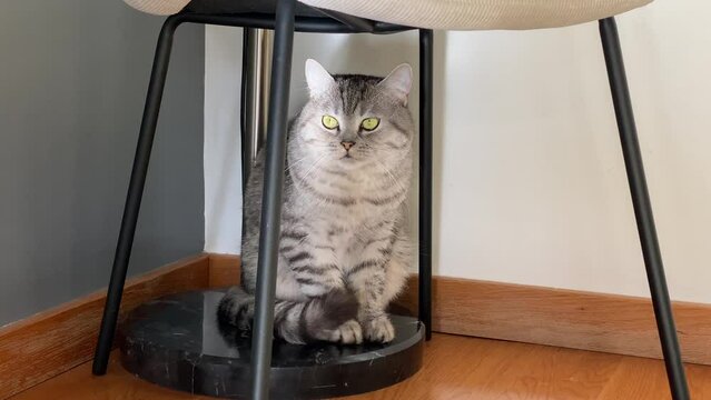 close up of a cute Scottish Fold cat with blue fur looking around in the room.