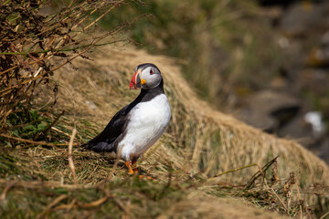Obraz premium A single puffin sitting on a steep hill at the coast. 