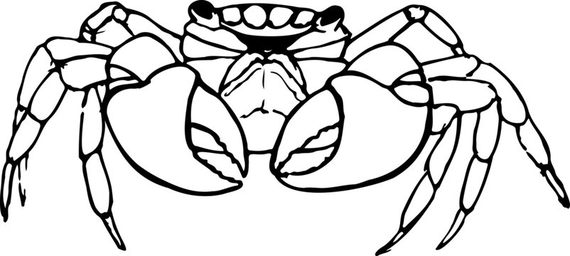 Mangrove crab black and white vector illustration isolated on a white background.