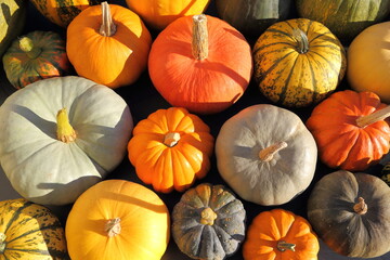 Squashes and pumpkins. - 564984344