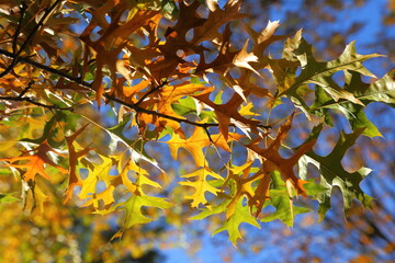 Oak leaves. - 564984385