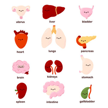Set of 12 cute kawaii human organs - heart, liver, kidneys, uterus, pancreas, bladder, brain, intestines. Funny organs.