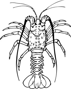 Spiny lobster black and white vector illustration isolated on a white background.