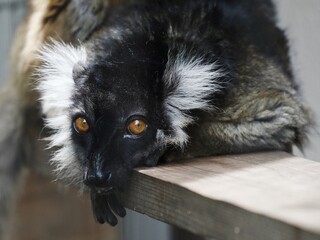 クロキツネザルの顔のクローズアップ