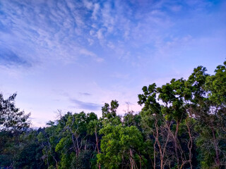 Obraz premium blue sky and tree