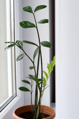 Zamioculcas home plant on the windowsill. Home plant with green leaves on a window. Zamiifolia