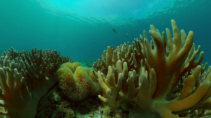 Naklejka na ściany i meble Sea coral reef. Underwater Tropical Sea Seascape. Tropical fish reef marine. Philippines.