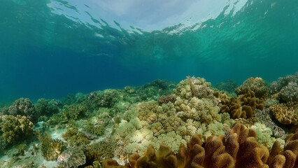 Tropical fishes and coral reef underwater. Hard and soft corals, underwater landscape. Philippines.