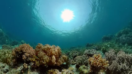 Foto op Aluminium Tropical coral reef seascape with fishes, hard and soft corals. Underwater video. Philippines. © Alex Traveler