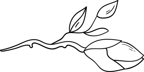 Obraz premium Magnolia flower sprout line art Contemporary floral design