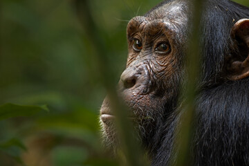Chimpanzee, Chimp, Great Apes