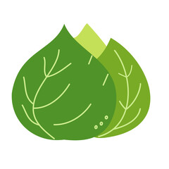 cabbage illustration for vegetable design element