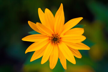 Gelbe Blüte