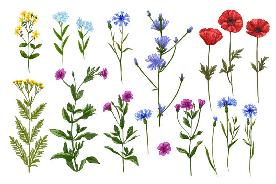 Wildflowers in summer. Wild herbs. Poppies, chicory, tansy, forget-me-not, cornflower
