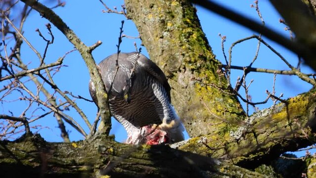 Habicht (Accipiter gentilis) Paar und Kopulation