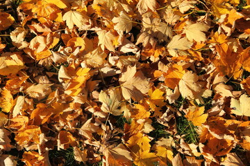 Autumn leaves. - 564989580