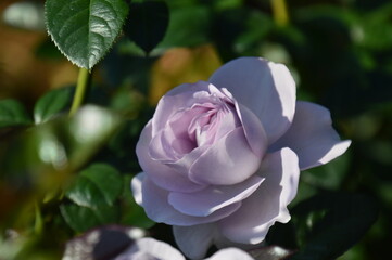 white rose against blue sky