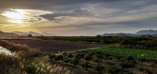 Fototapeta na wymiar Panoramic View of a Fruit Plantation