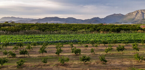 Dramatic View of a Fruit Plantation